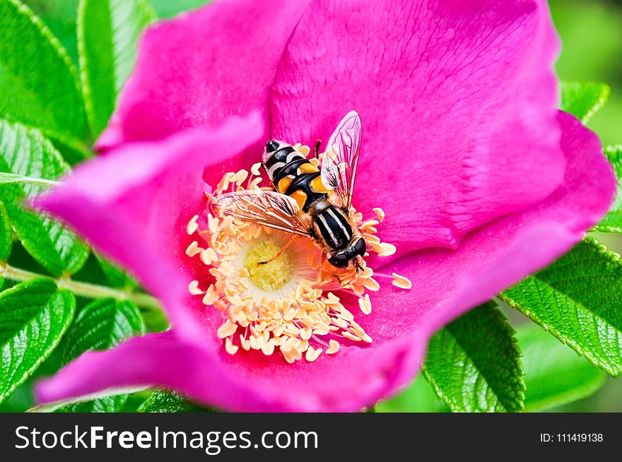Flower, Nectar, Bee, Honey Bee