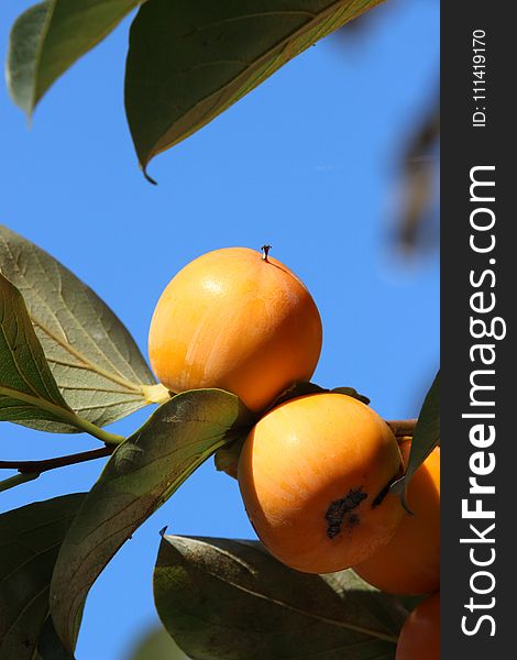 Fruit, Fruit Tree, Orange, Citrus