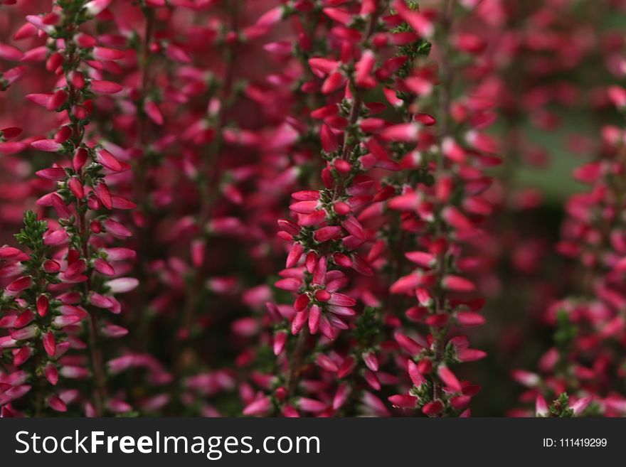 Plant, Pink, Flower, Flora