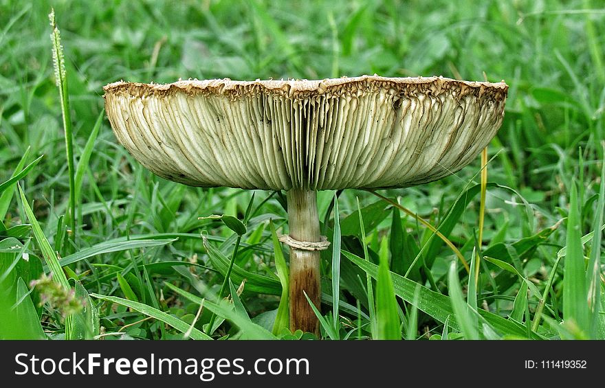 Mushroom, Fungus, Edible Mushroom, Grass