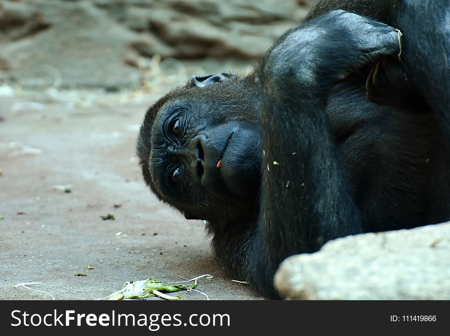 Common Chimpanzee, Chimpanzee, Great Ape, Fauna