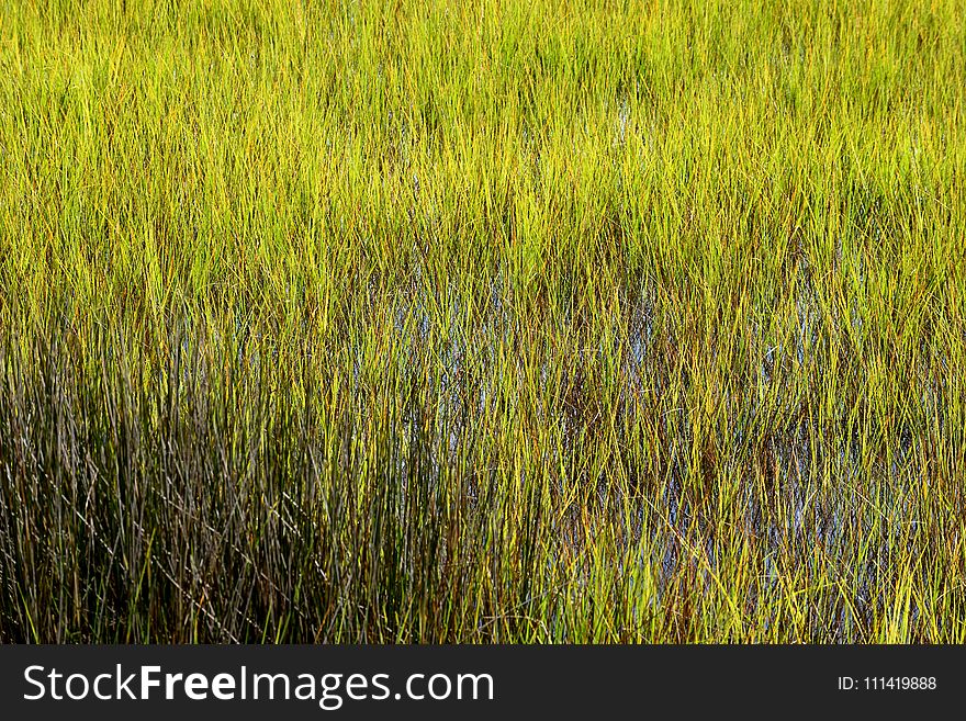 Ecosystem, Vegetation, Grass, Grassland