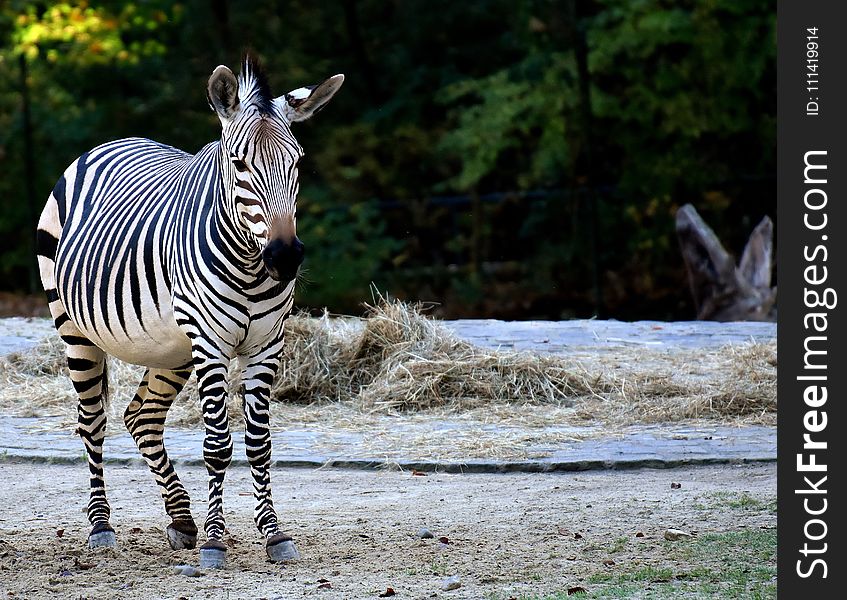 Zebra, Wildlife, Terrestrial Animal, Mammal