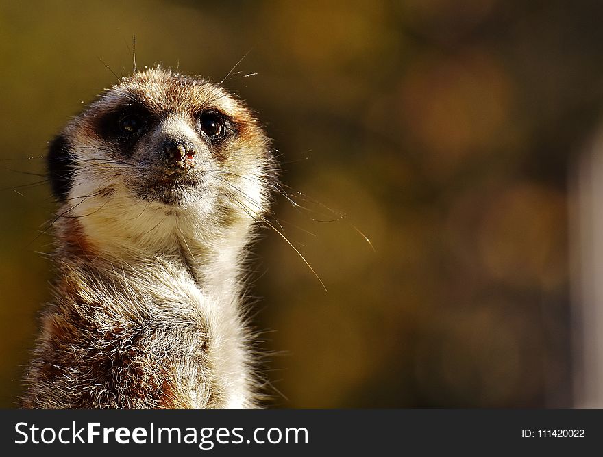 Meerkat, Mammal, Whiskers, Fauna