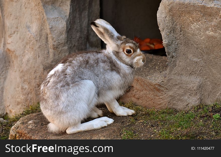 Fauna, Mammal, Rabbit, Rabits And Hares