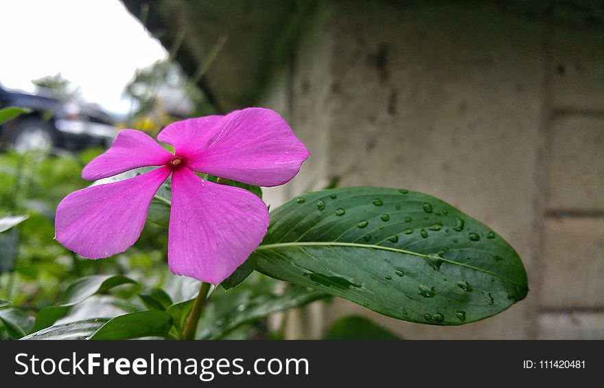 Flower, Plant, Flora, Pink