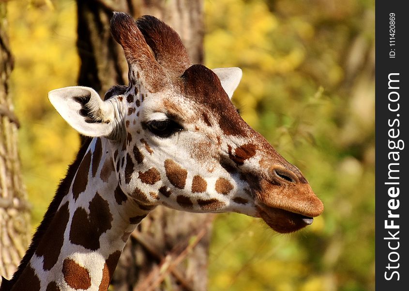 Terrestrial Animal, Giraffe, Wildlife, Fauna
