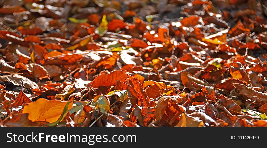 Leaf, Autumn, Deciduous, Tree