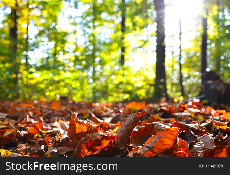 Autumn, Leaf, Deciduous, Tree