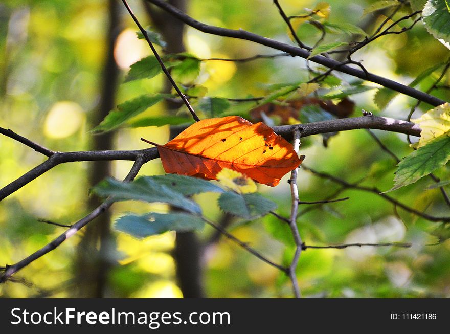 Leaf, Deciduous, Autumn, Branch