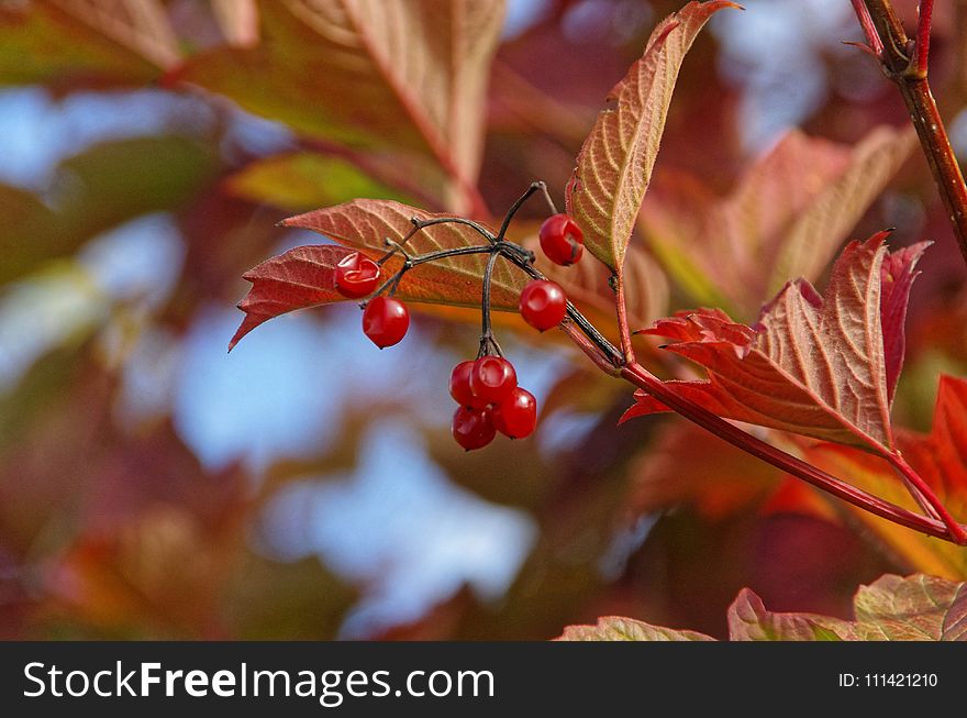 Red, Leaf, Autumn, Flora