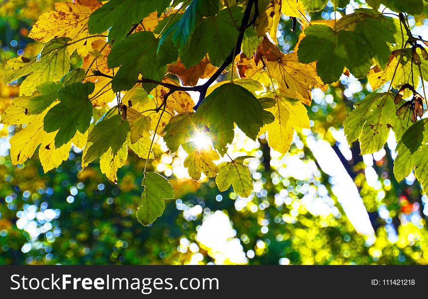 Leaf, Yellow, Autumn, Tree