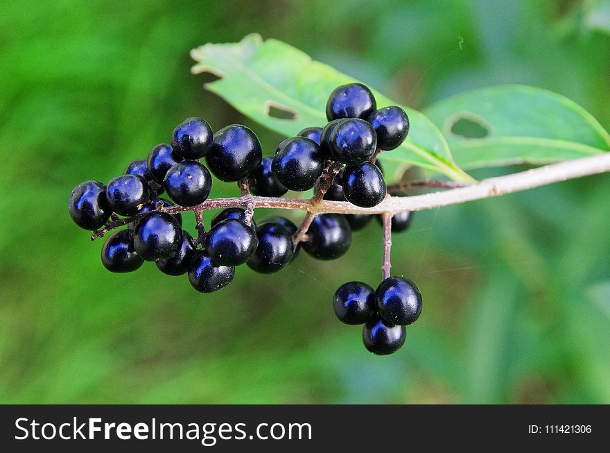 Berry, Plant, Huckleberry, Fruit