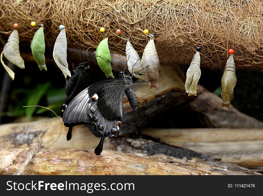 Fauna, Bird, Beak, Organism