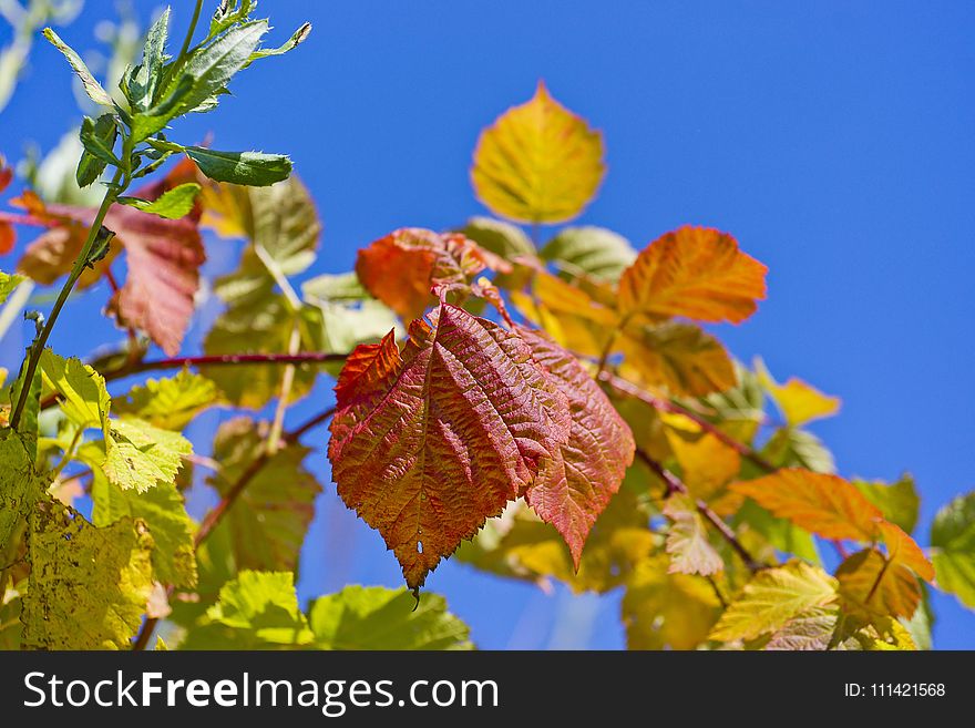 Leaf, Autumn, Flora, Sky