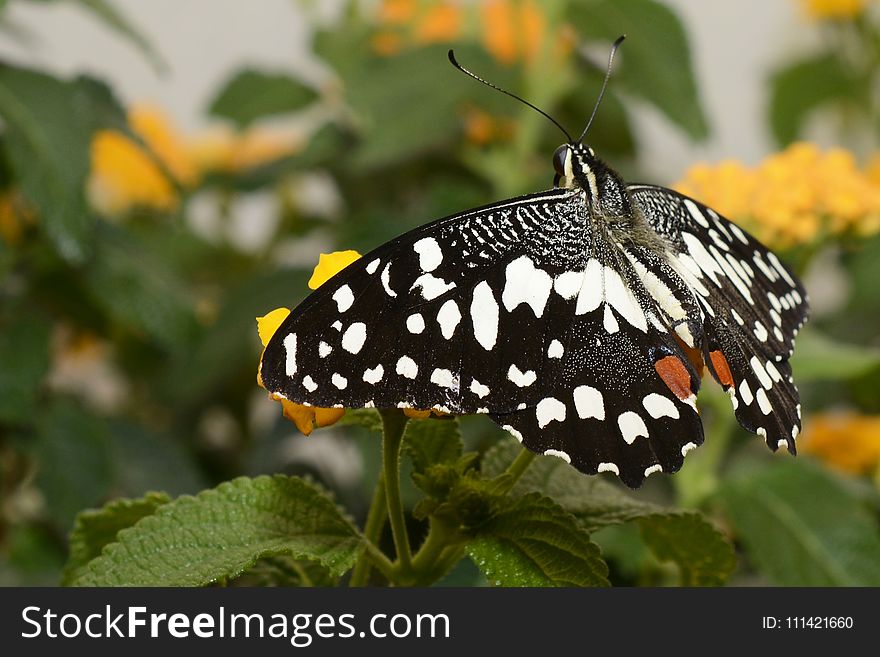 Butterfly, Moths And Butterflies, Insect, Brush Footed Butterfly