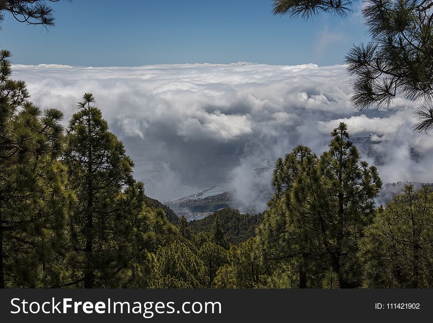 Cloud, Sky, Nature, Tree