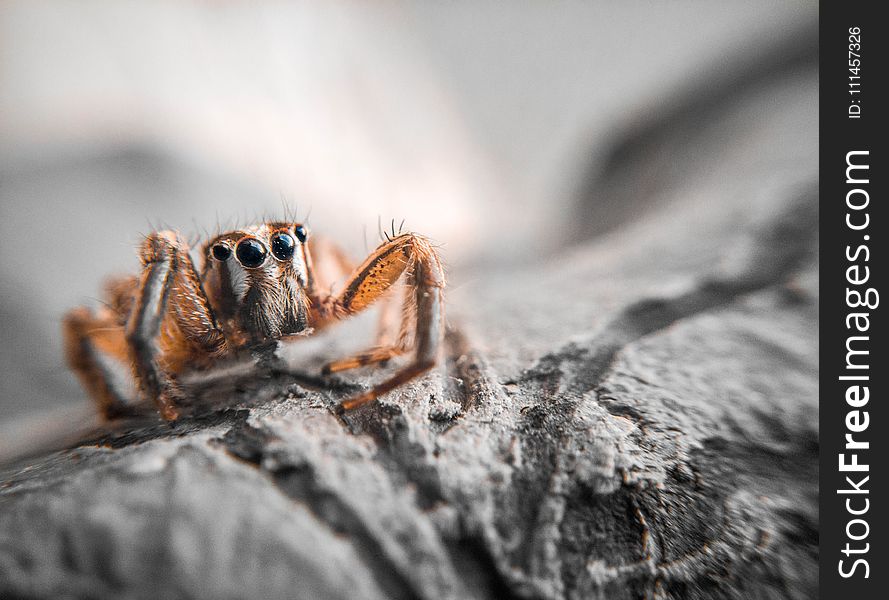 Closeup Photography of Brown Jumping Spider