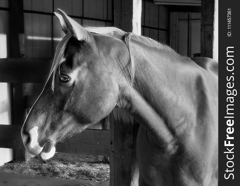 Horse Grayscale Photography