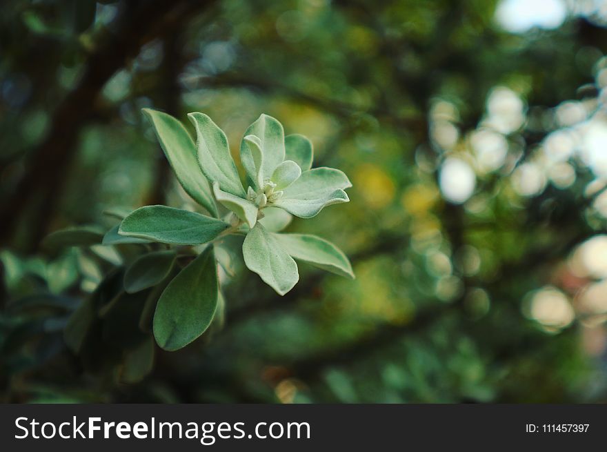 Green Leaf Plant Selective-focus Photo