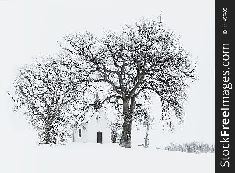 Bare Tree Near Building during Snow Time Photo