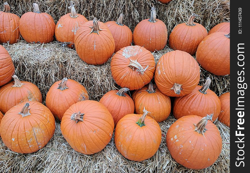 Orange Pumpkin Lot