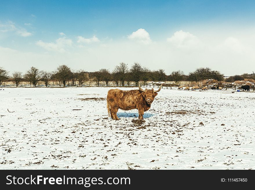 Brown Cattle on White Snow