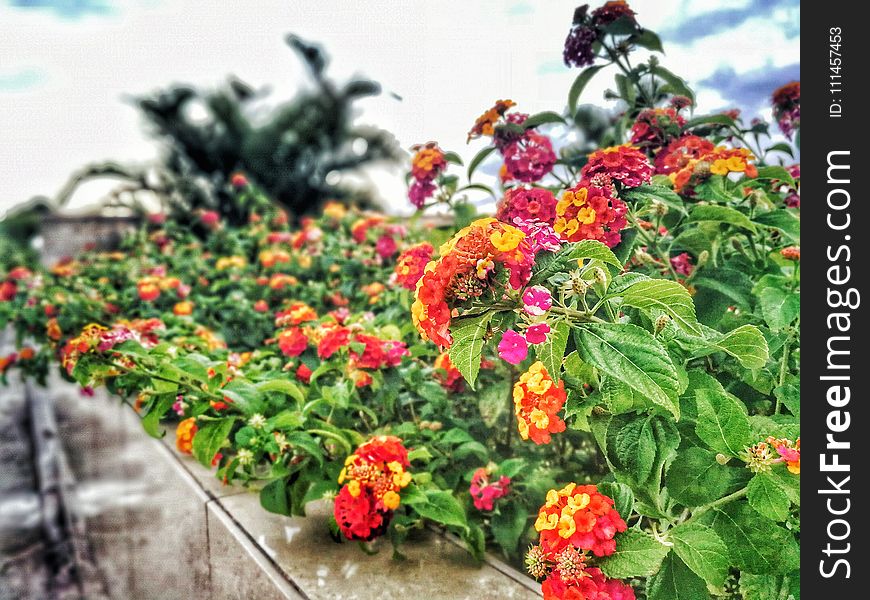 Assorted-color Lantana Flowers Lined