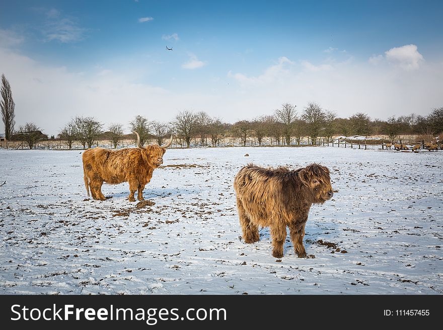 Two Beige Yaks on Snow Terrain