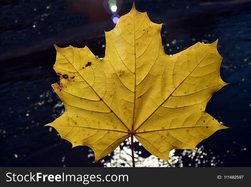 Leaf, Maple Leaf, Autumn, Plane Tree Family