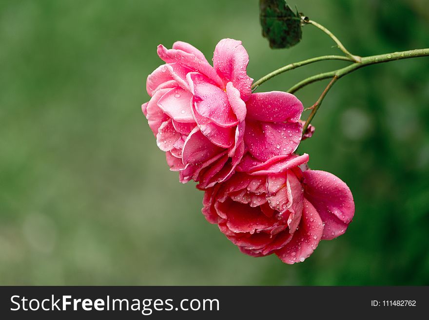 Flower, Pink, Flowering Plant, Rose Family