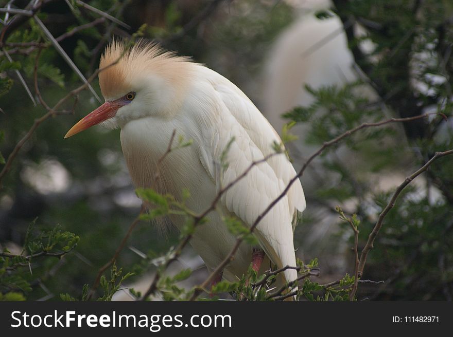 Bird, Beak, Fauna, Egret