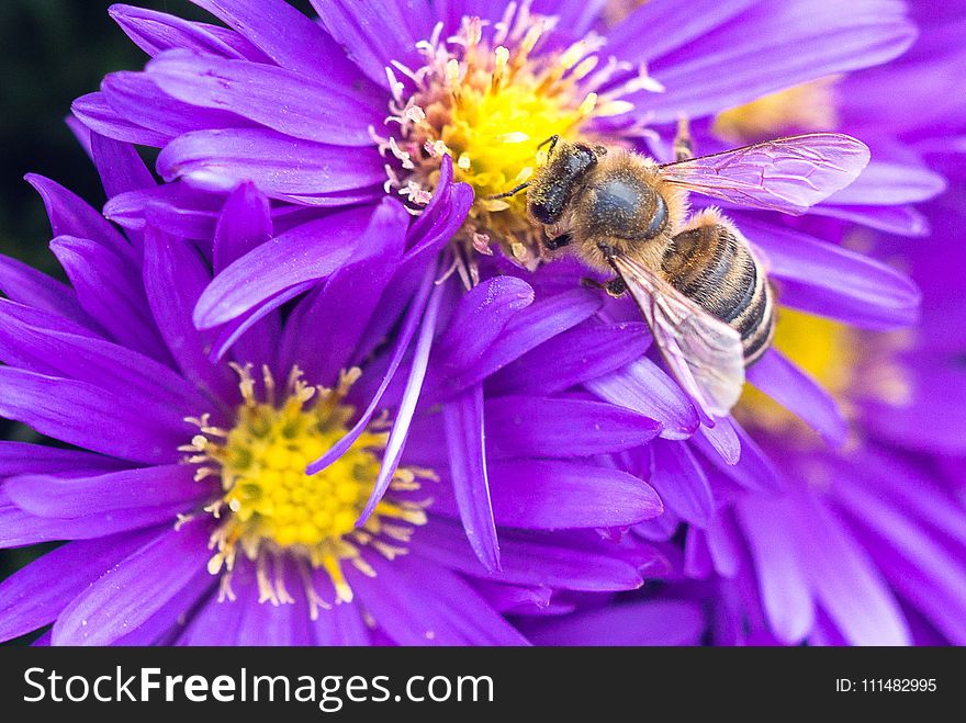 Flower, Honey Bee, Bee, Nectar