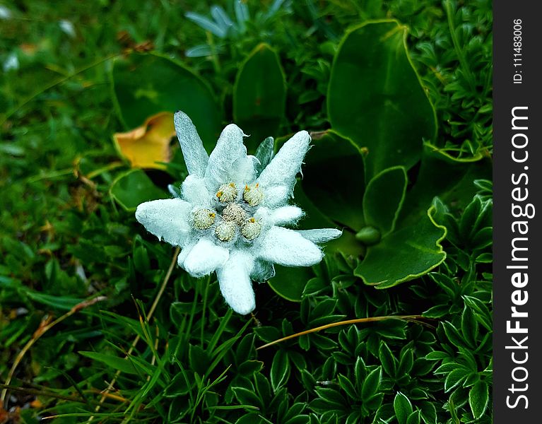 Flower, Plant, Flora, Edelweiss