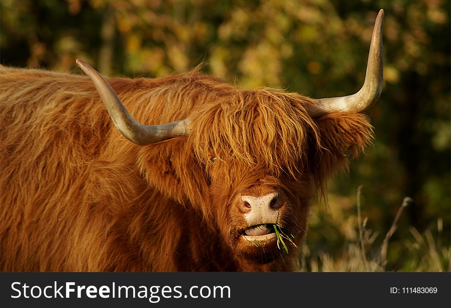 Horn, Cattle Like Mammal, Wildlife, Fauna