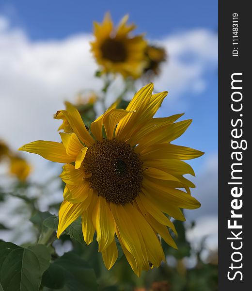 Flower, Sunflower, Yellow, Flowering Plant