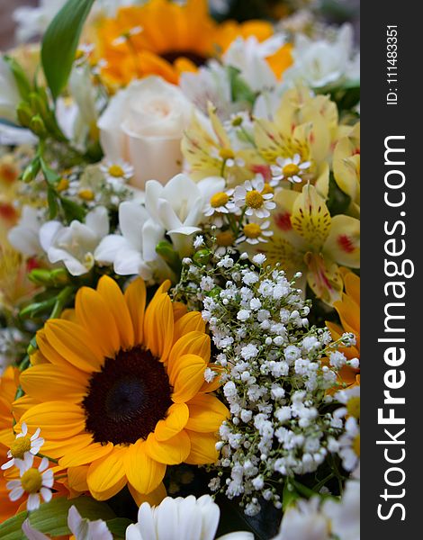 Flower, Yellow, Flower Bouquet, Floristry