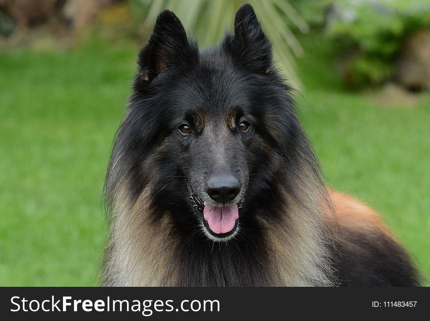Dog, Dog Like Mammal, Old German Shepherd Dog, Dog Breed