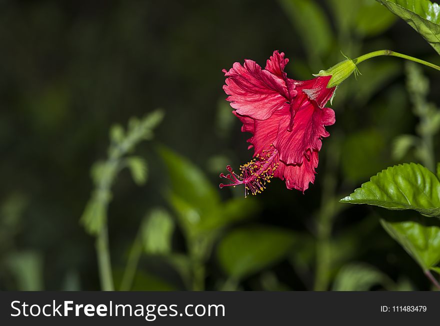 Flower, Plant, Flora, Flowering Plant