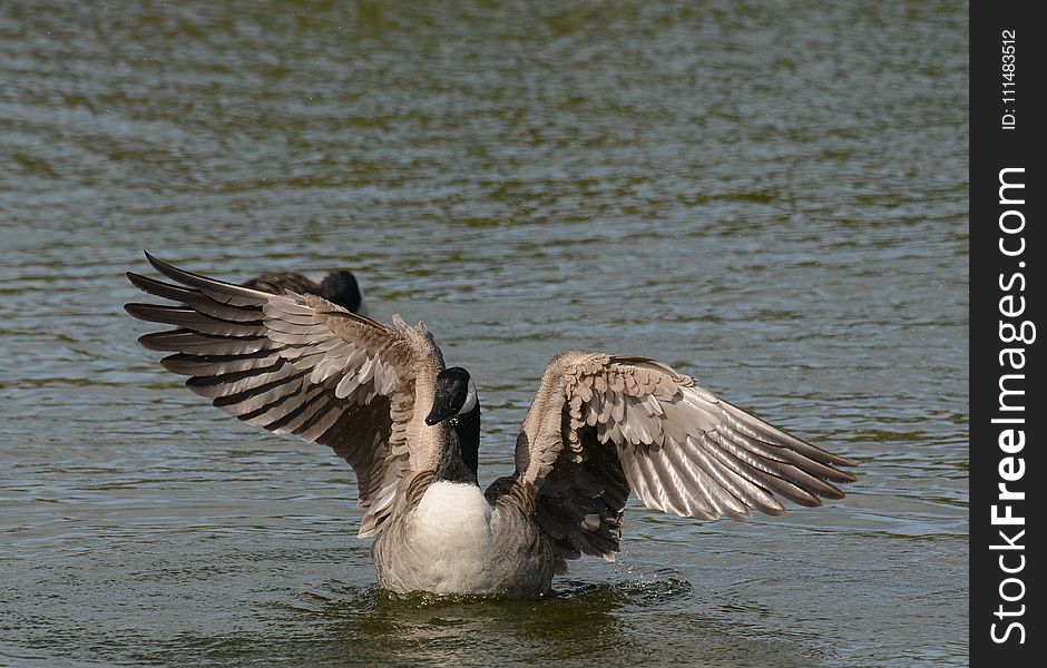 Bird, Water Bird, Fauna, Water