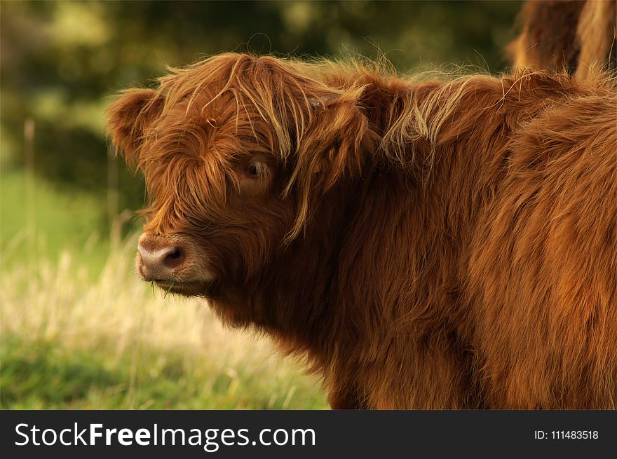 Cattle Like Mammal, Highland, Grazing, Horn