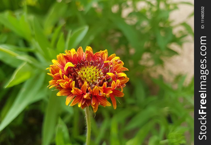 Flower, Blanket Flowers, Plant, Wildflower