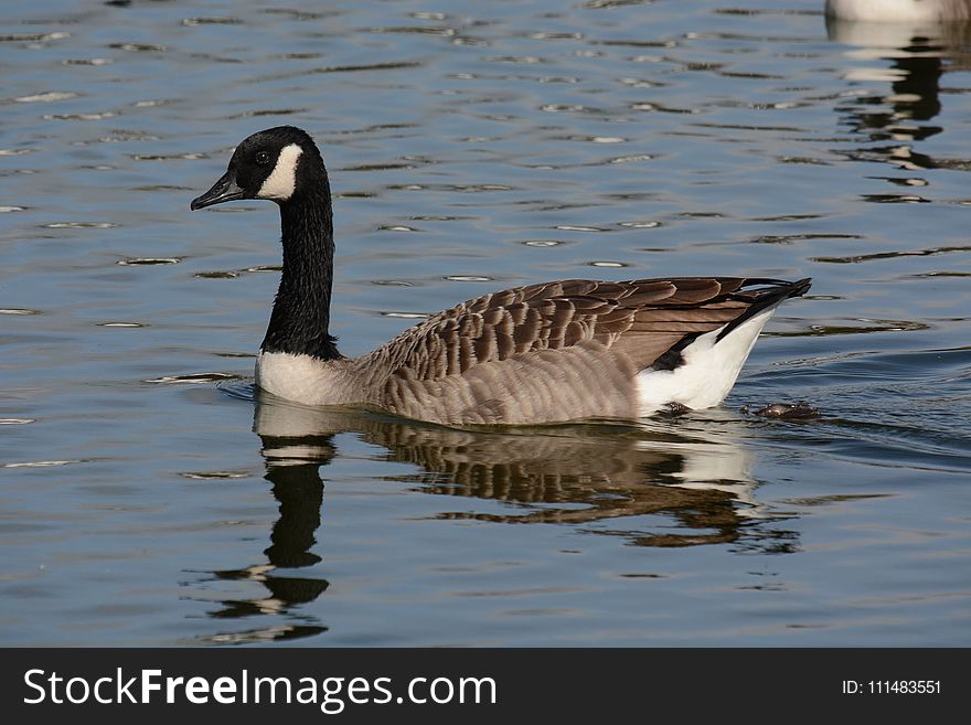 Bird, Water Bird, Water, Goose