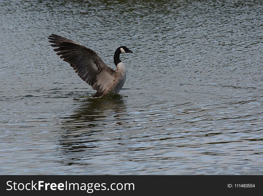 Bird, Water, Fauna, Water Bird