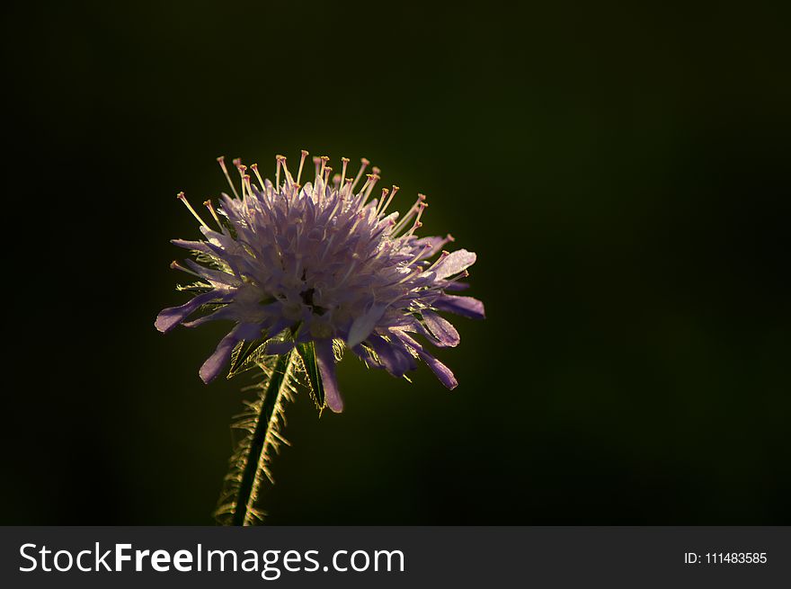Flower, Thistle, Purple, Flora