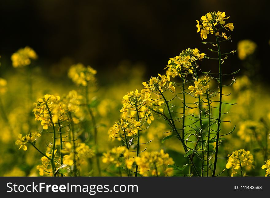 Rapeseed, Yellow, Mustard Plant, Canola