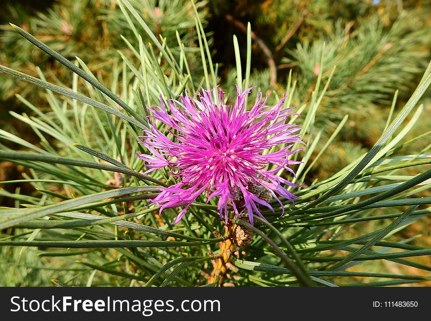 Plant, Flora, Flower, Thistle