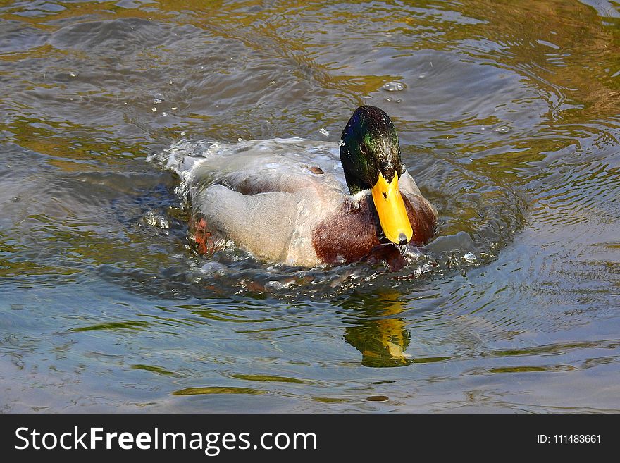 Duck, Bird, Water, Mallard