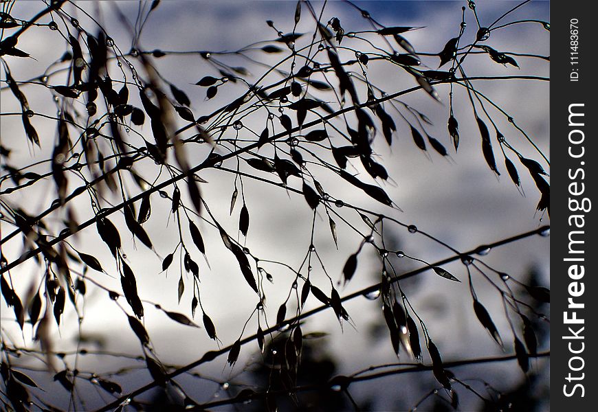 Branch, Twig, Tree, Leaf