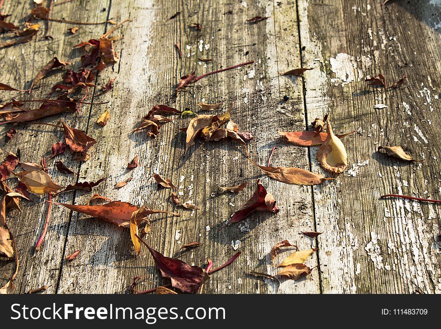 Leaf, Wood, Trunk, Tree